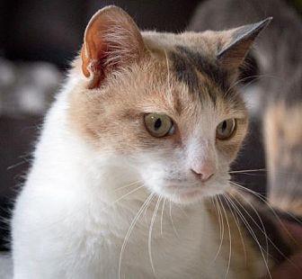 Patches (21263846)