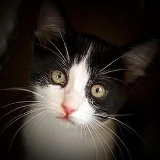 Patches (21429771)