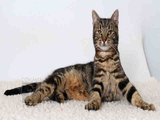 PEABODY (A047226)