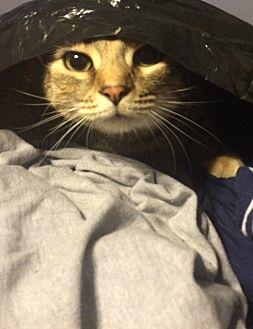 Peanut (11340609)