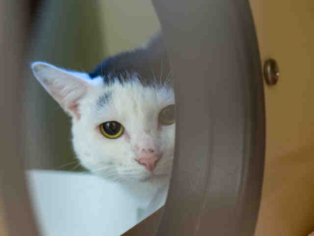 PEANUT (A0912058)