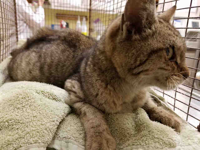 PENELOPE (A106157)