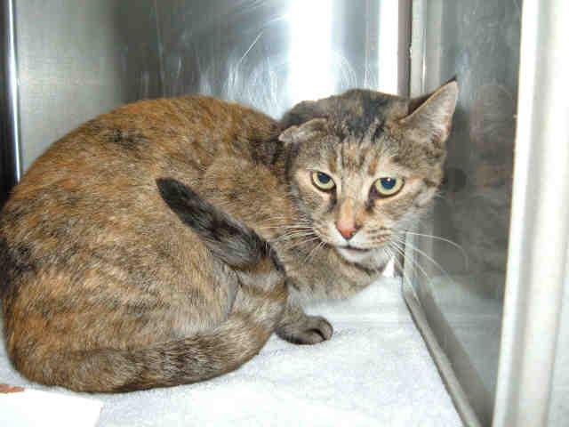 *PENNY (A159317)