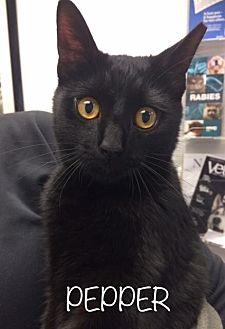 Pepper (21603256)