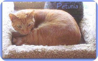 Petunia (16615006)