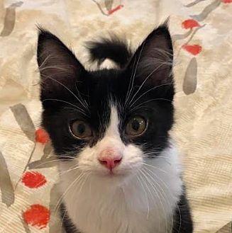 Phineas (21267614)