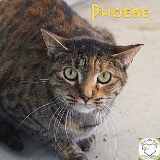 Phoebe (15026368)