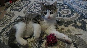 Phoebe (21475461)