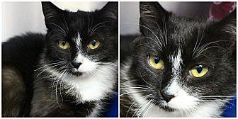 Phoebe (21526539)