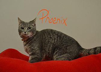 Phoenix (21546699)
