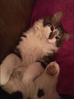 Pickles (21254713)