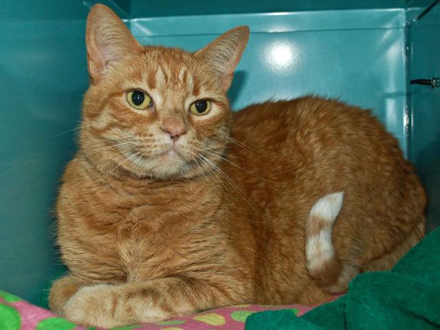 PIPER* (A246305)