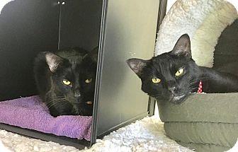 Pippin & Poe (18093989)