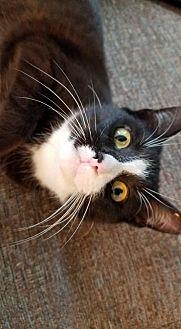 Pixie (21252850)