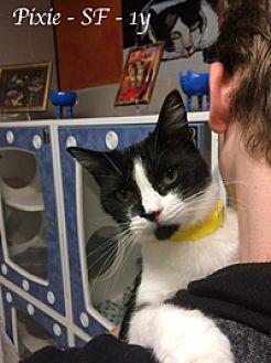 Pixie in CT (21532690)