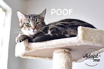 Poof (18993185)