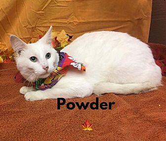 Powder (19894603)