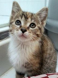 Precious Pea (21604742)