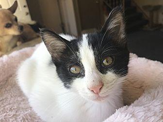 Presley (20853980)