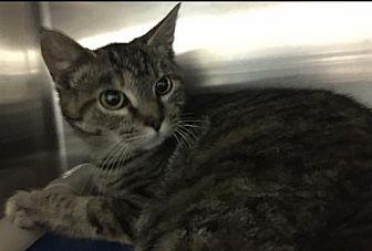 Pretty Girl- (21571285)