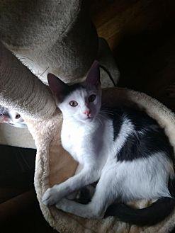 Prince (19024870)