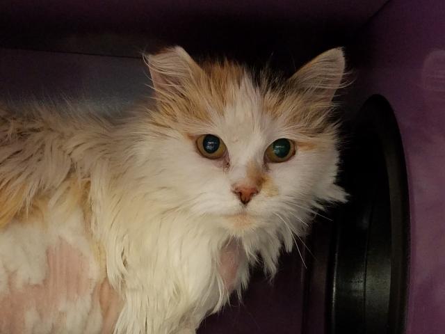 PRINCESS (A246246)