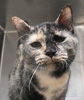 Priscilla (20767042)