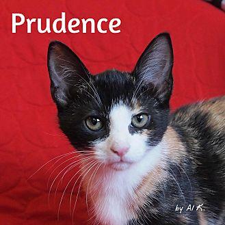 Prudence (21314681)