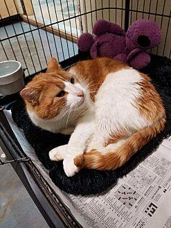 Pumpkin (21576204)