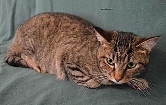 Purr-Fection (19535769)