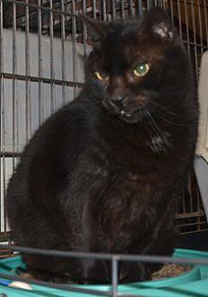 Ramone (21157480)