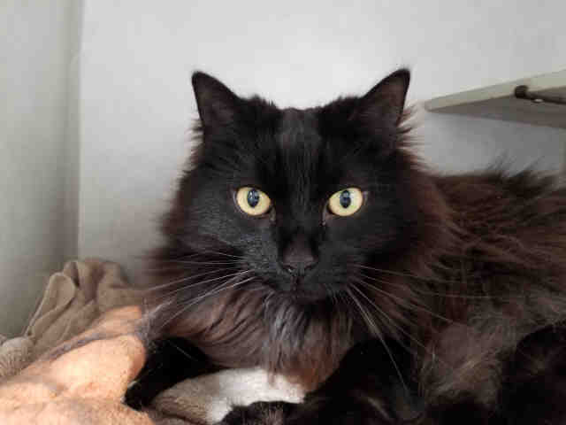 RASCAL (A224050)