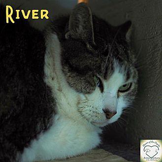 River (17932626)