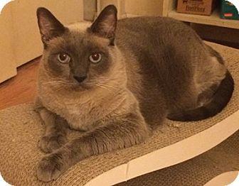 Rocco (17312756)