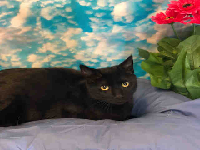 ROCKY (A136884)