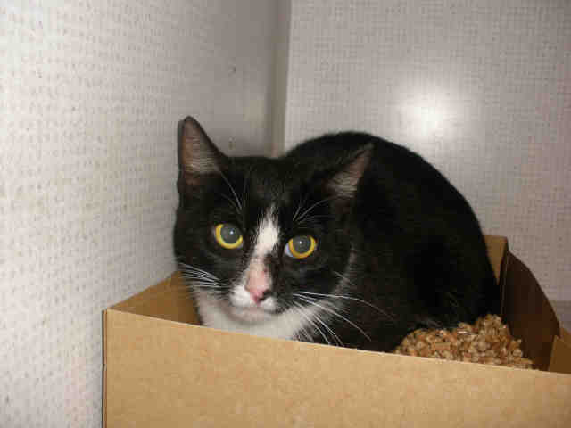 ROCKY (A223970)