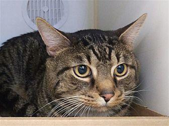 Romeo (21547307)