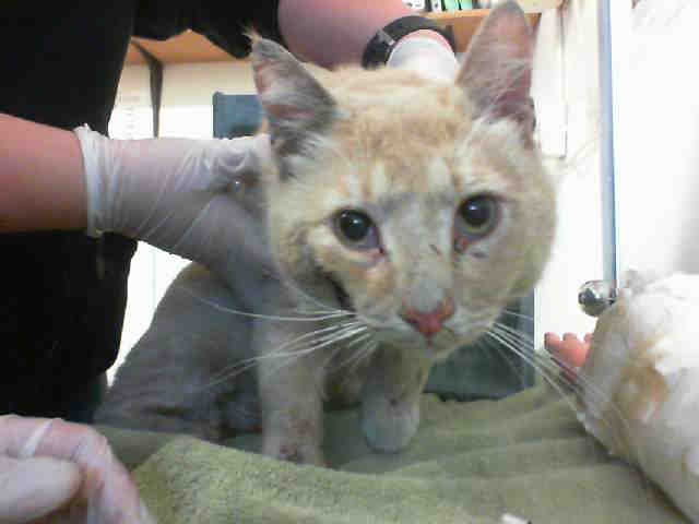 ROMERO (A106439)