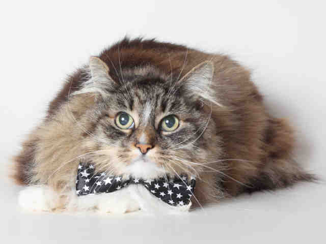 ROSALIE (A120471)