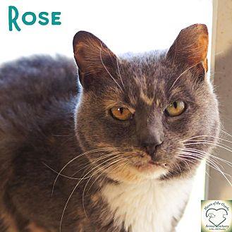Rose (17216588)