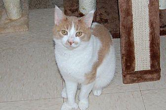 Rufus (17425771)
