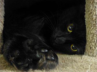 Sable (21142754)