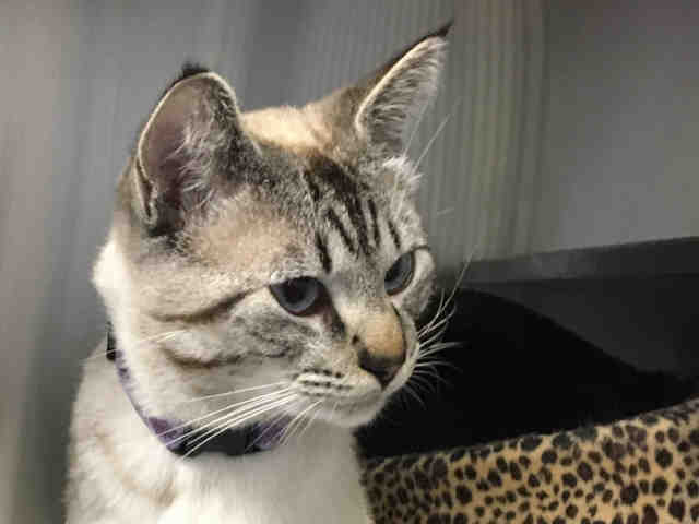 *SAM (A370602)