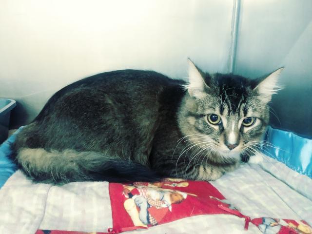 SAMPSON* (A246888)
