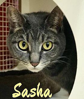 Sasha (21358489)