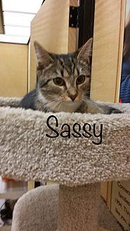 Sassy (21537441)