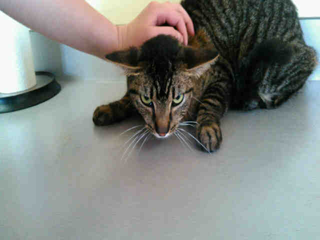 SASSY (A007660)