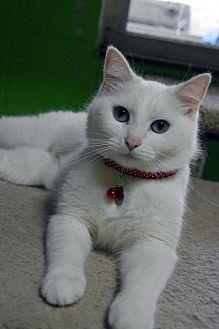 Scarlett (21528440)