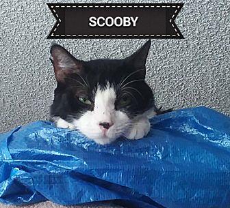 Scooby (19334777)