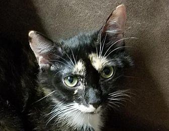 Seraphina (20688878)